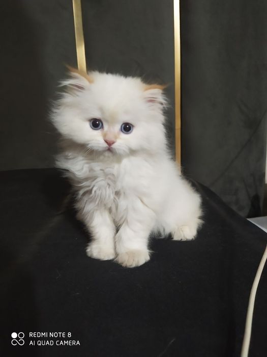 Кошка регдолл и поинт