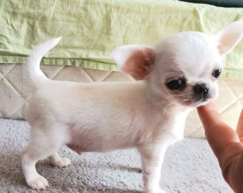 Chihuahua cu pedigree