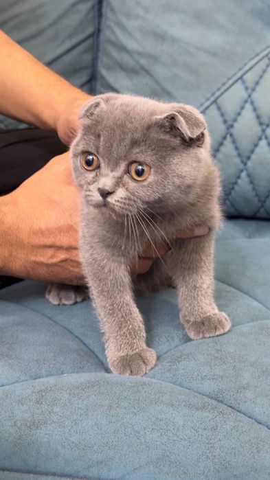 Skotish fold mushukcha