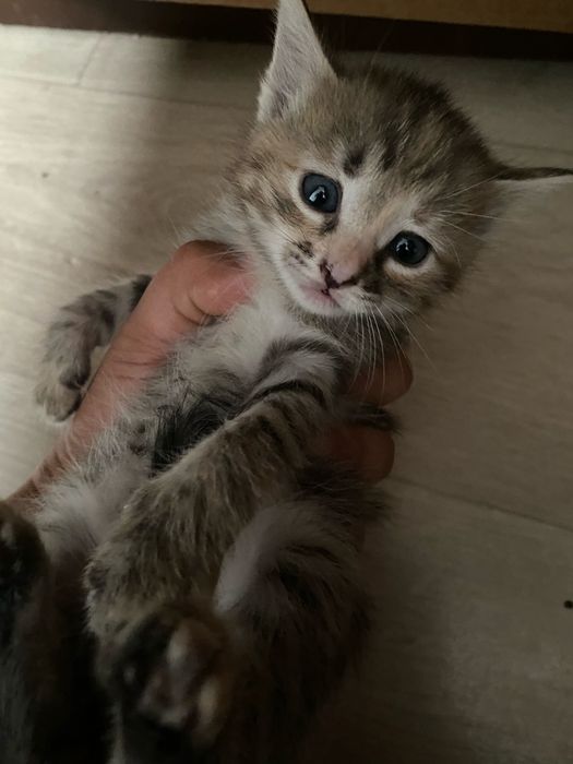 Отдам котят в добрые руки