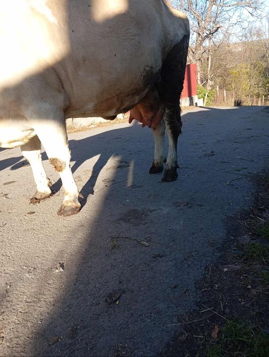 Vind vaca cu vițel de3ani