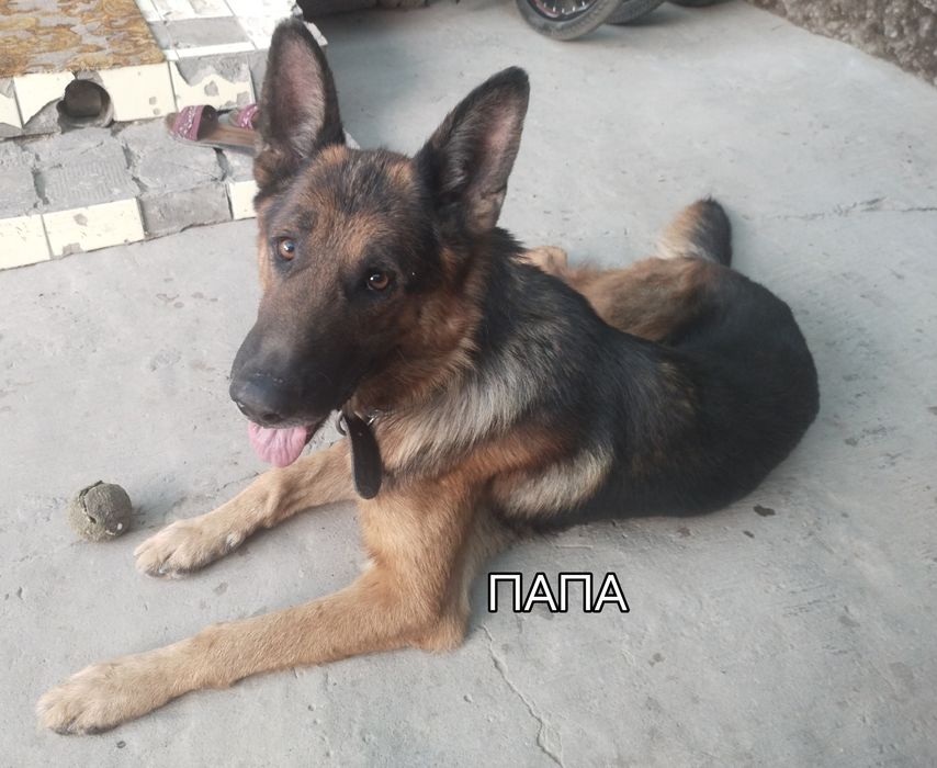 Немецкая овчарка чистокровная