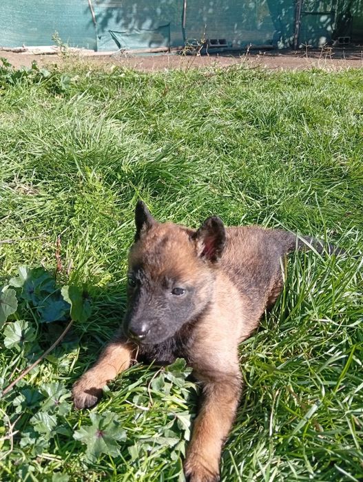 Чистокръвни малки белгийски овчарки Малинуа малионис