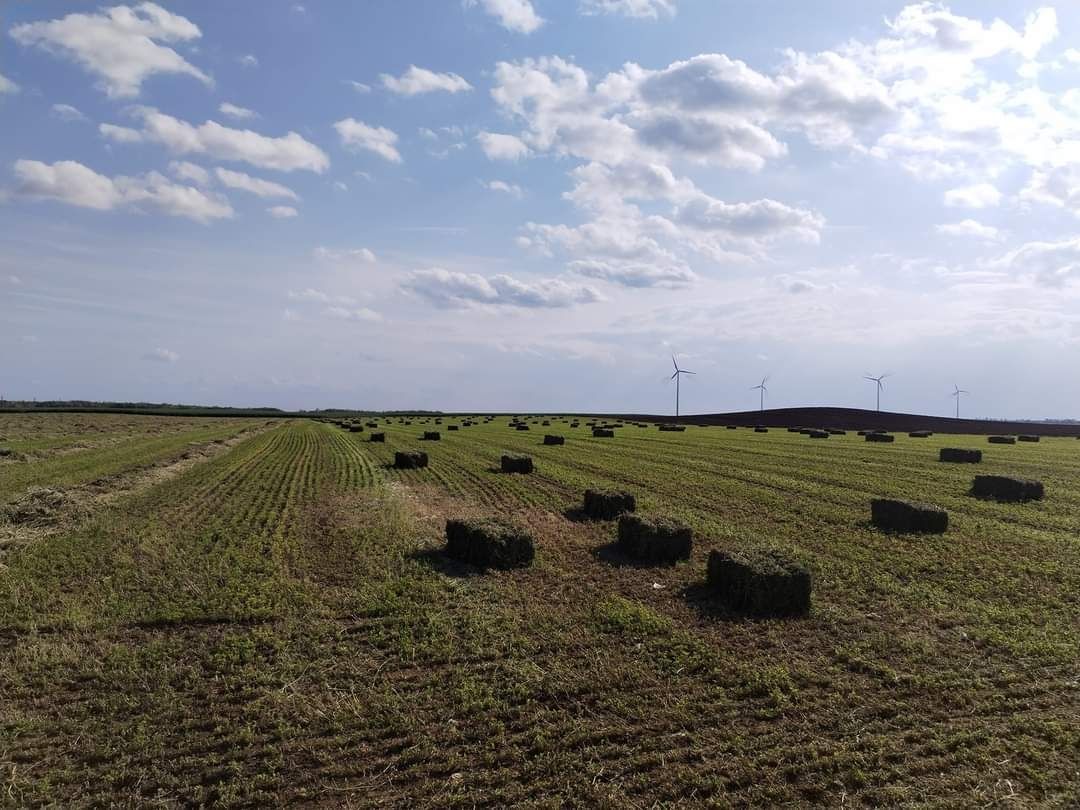 Berbecuti rasa Dorper de vanzare,Însuratei