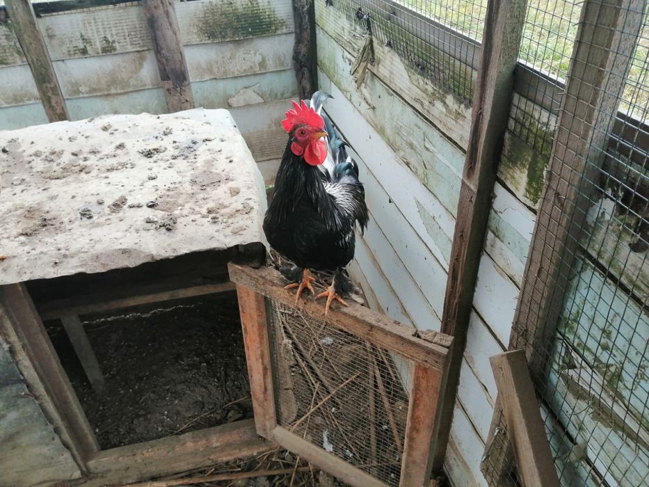 Vând cocoși americani