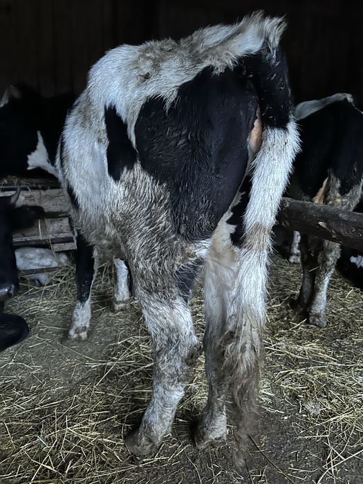 Vând vițele și tăuraș