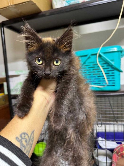 Котенок ищет дом