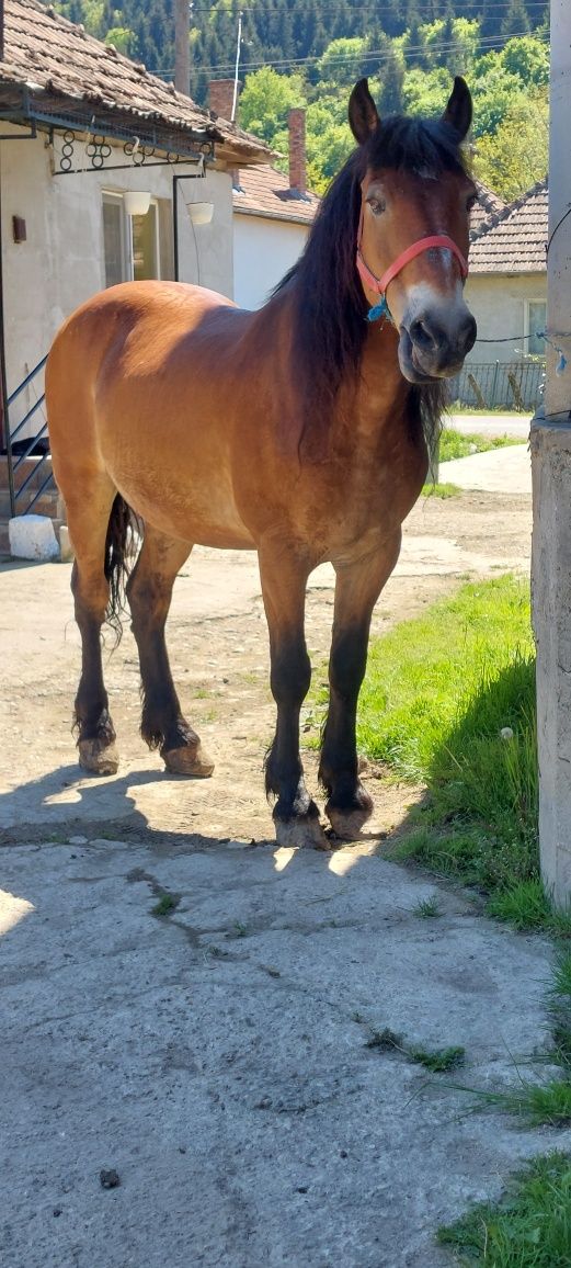 Cal.castrat de 7 ani garantat la orice zona cluj