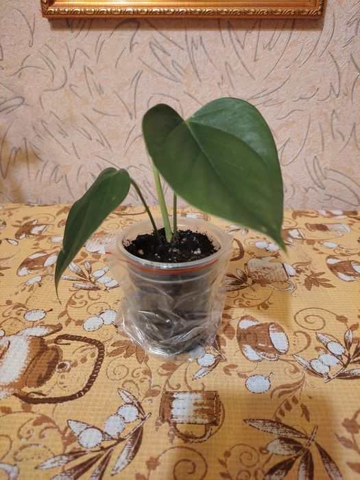 Комнатные цветы, антуриум, мужское счастье