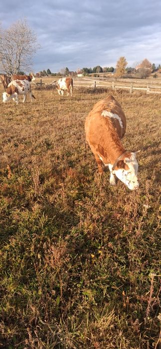 Juninci BR de vânzare