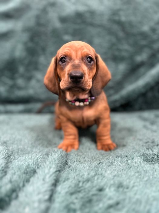 Catel teckel tekel cu Pedigree FCI