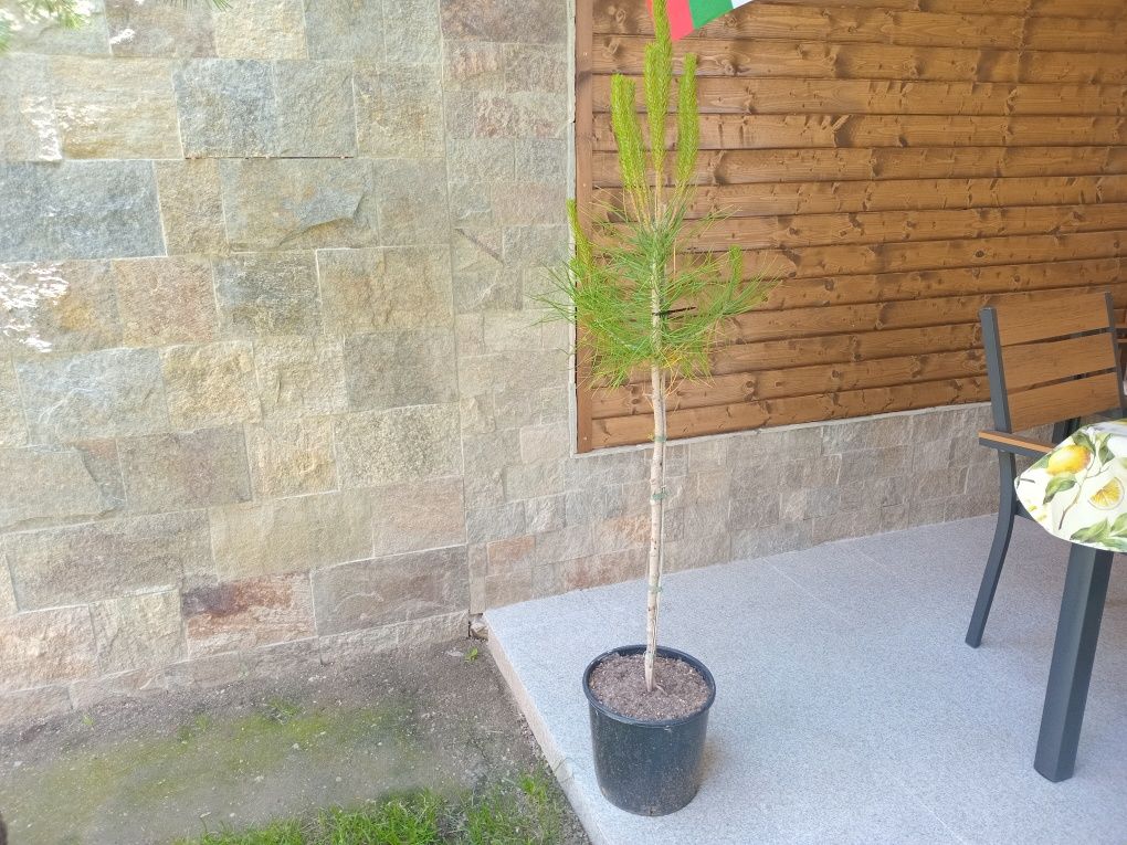 Средиземноморски каменен бор-Пиния (Pinus Pinea)
