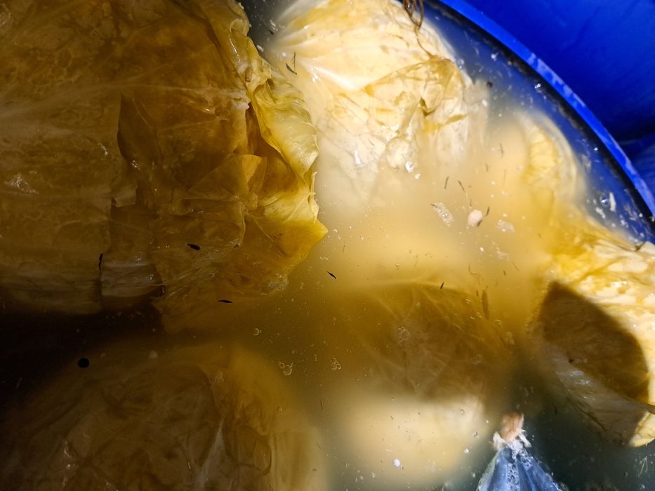 Varza murata plata beverly hills