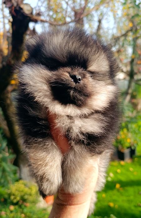 Померан, мини померан