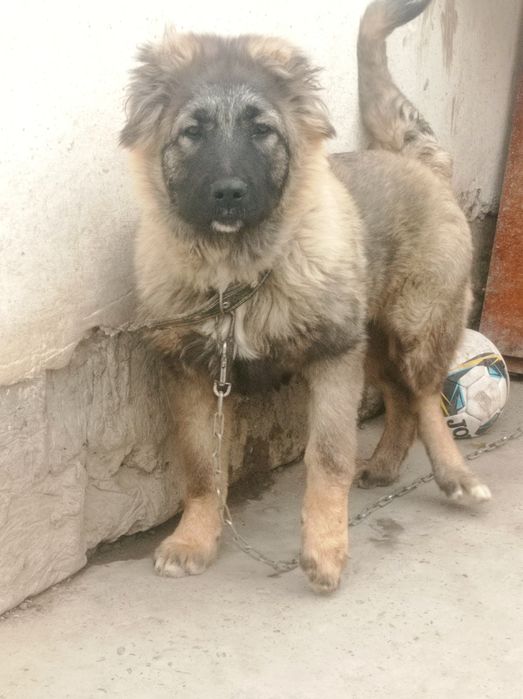 Срочно Прадаётся щенок