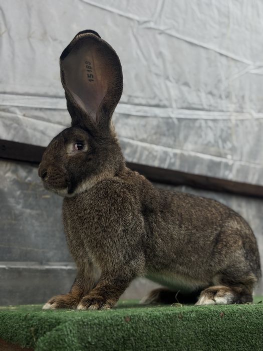 Mascul urias gri german