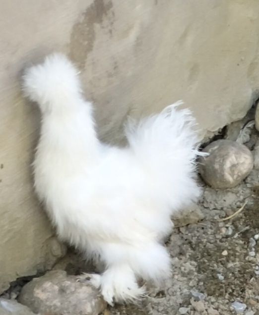 Vând pereche de mătase japoneză