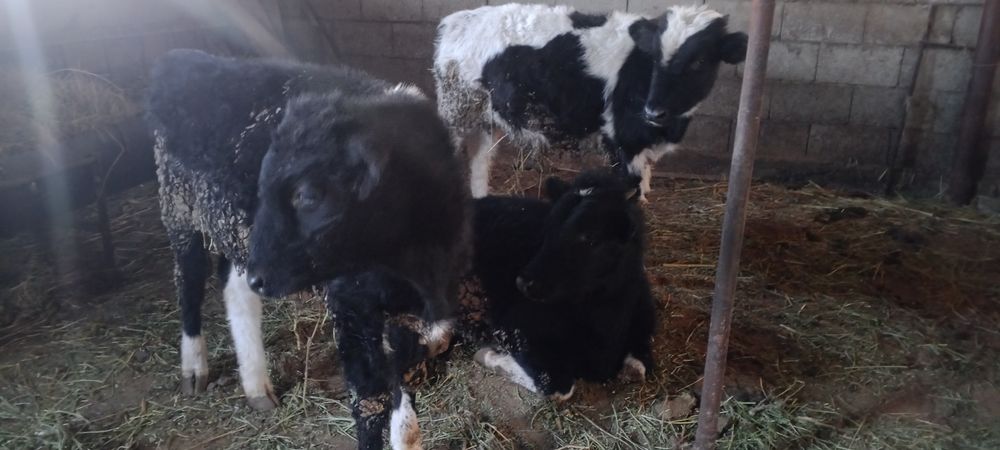 Байлауда тұрған бұқалар