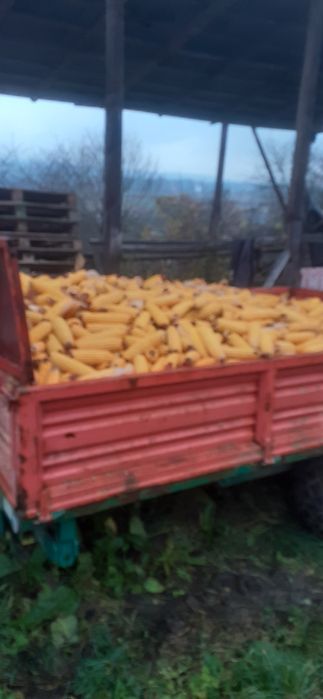 Porumb stiuleti proaspat cules