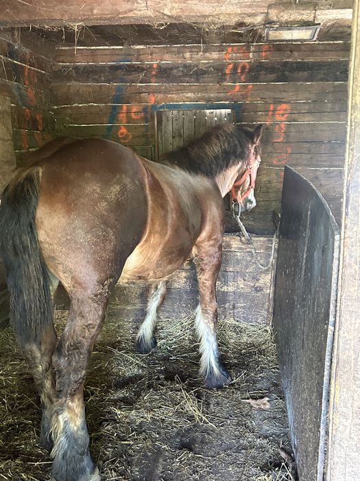 Vand manz de 1 an si 4 luni sau schimb cu variante auto
