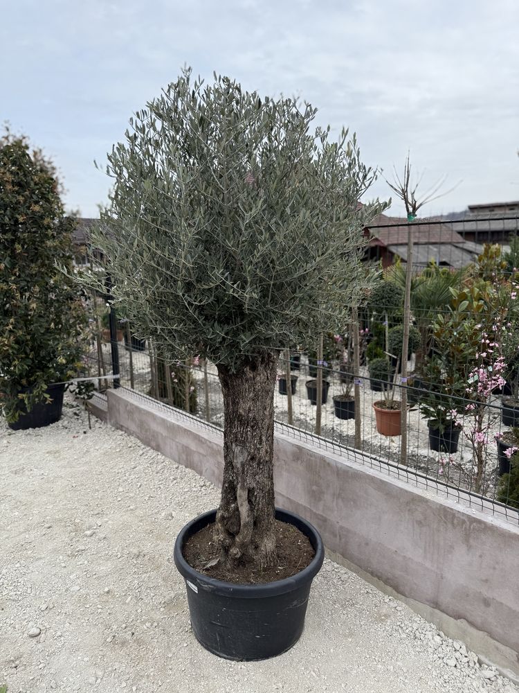 Plante ornamentale calitate extra