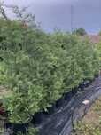 Leylandii -2m+…….150 lei …ghiveci 20 litri