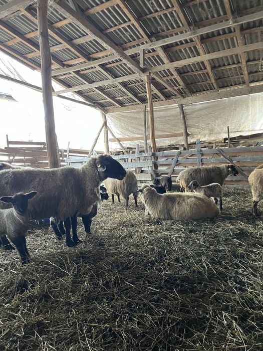 Oi de vanzare din rasa sulfok, toate,in lot, sau pe ales,la400€-200€