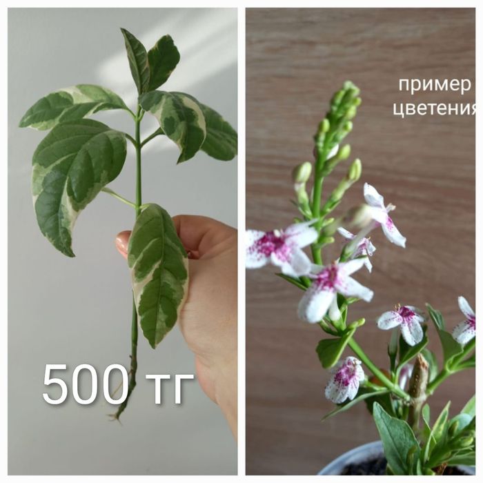 Продажа комнатных растений