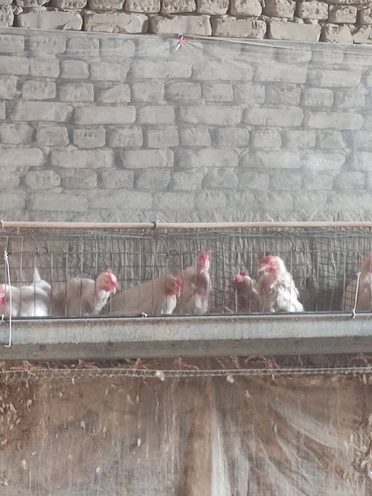 Товуклар сотилади