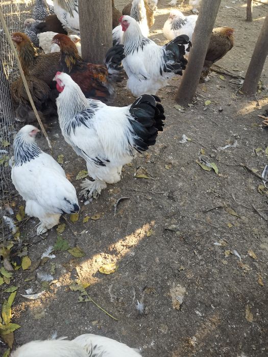 Vând cocoși brahma hd