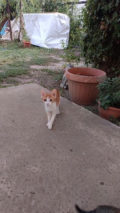 ofer spre adoptie 5 pisicuti (pisoi\pisica/motan)