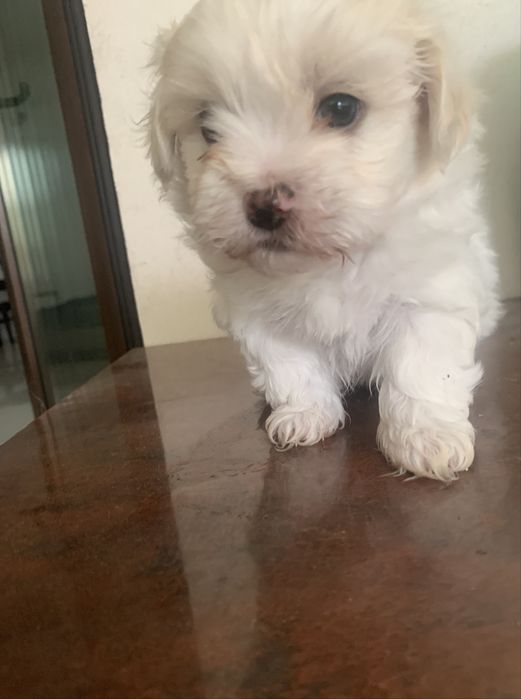 Bichon maltez Mini Toy