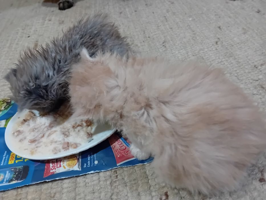 Персийски котки женски и мъжки