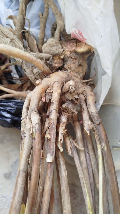 Пион Ито гибрид Барзелла