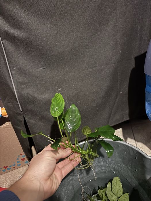 Anubias, plante acvariu