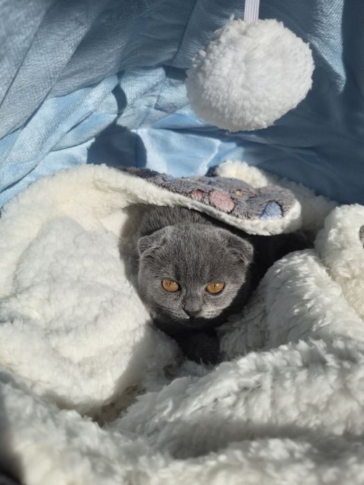 Британско женско коте на 2месеца