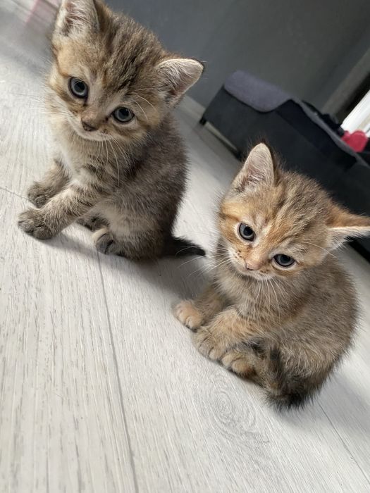 Отдам котят в хорошие руки