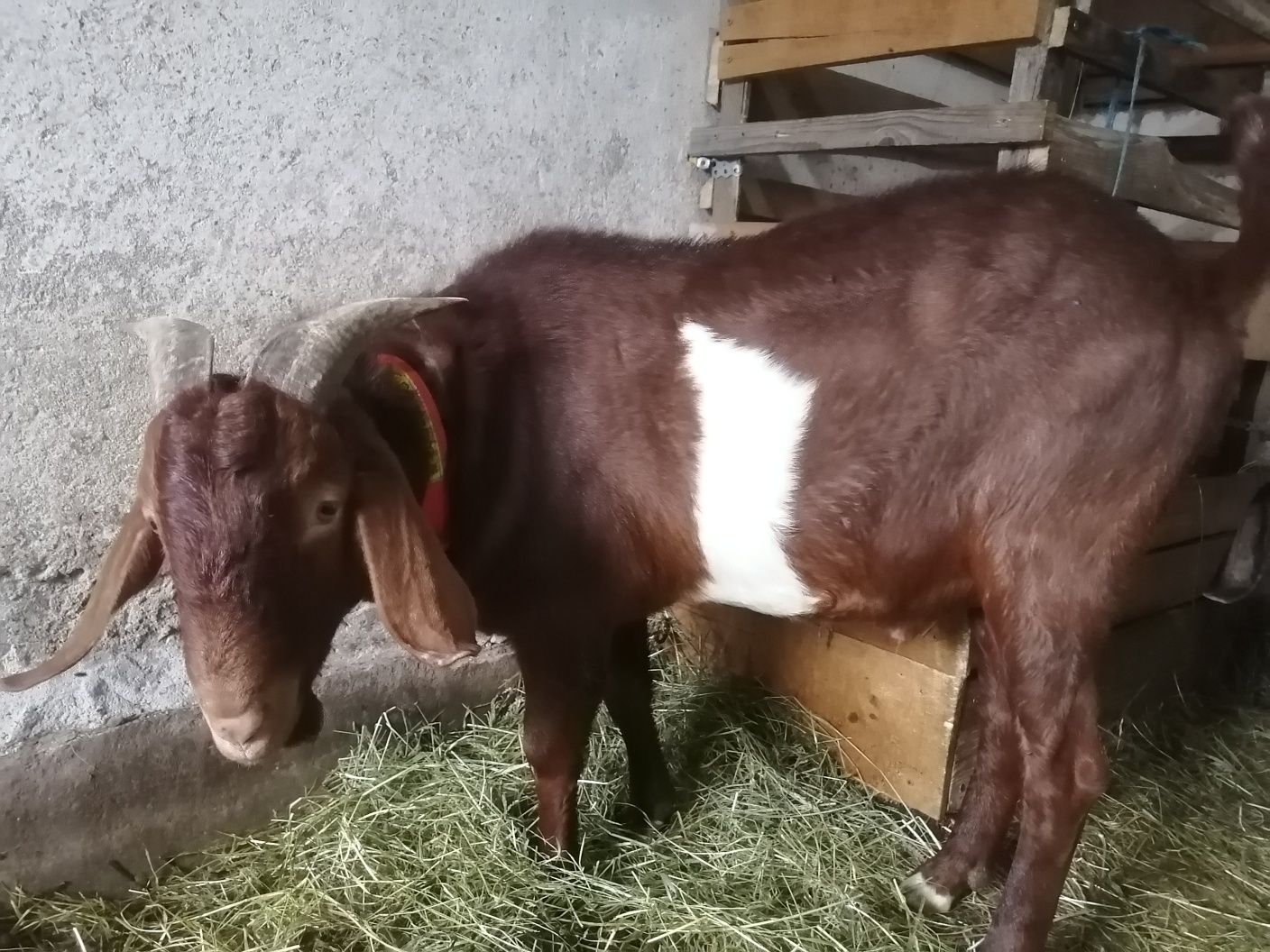 Vând sau schimb Țap boer, din 2024.