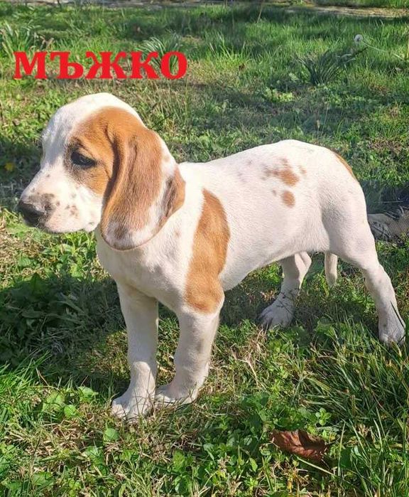 Малки ловни кучета