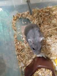 Hamster pitic Rusesc gri bland, NU musca , foarte jucaus, femela