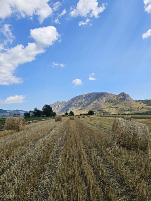 Vand  grâu si baloti de paie de grâu