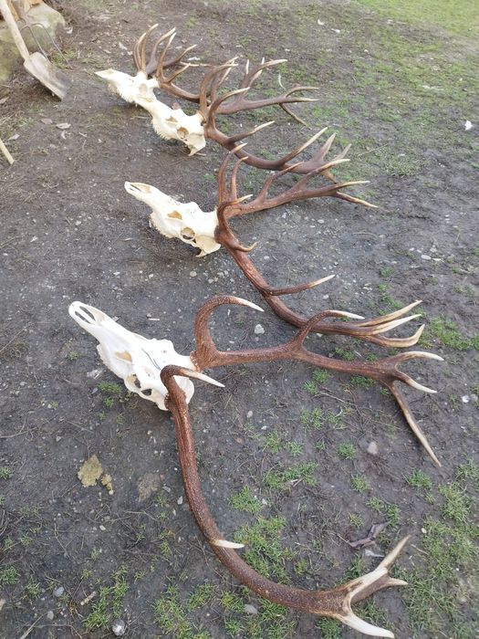 Trofee de cerb frumoase 1500 lei bucata