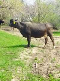 Корова немецкая порода
