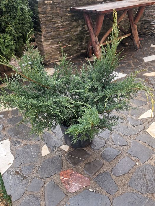Poze reale  !!! Palmier, photinia red robin, ienupar tarator, buxus