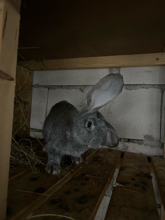 Iepuri uriaș german, 4 luni