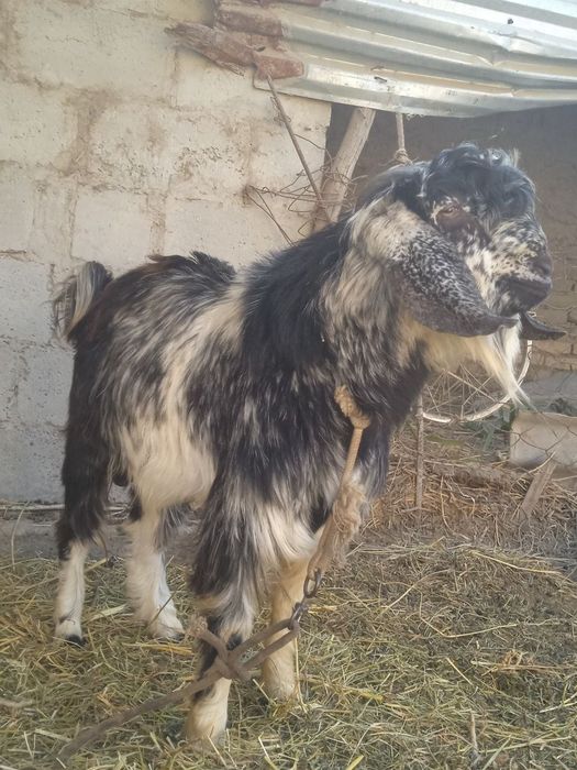 Нар Эчки сотилади