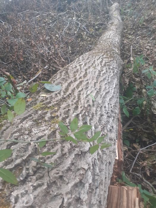 Vând lemn de nuc- trunchi de 6.9 metri.