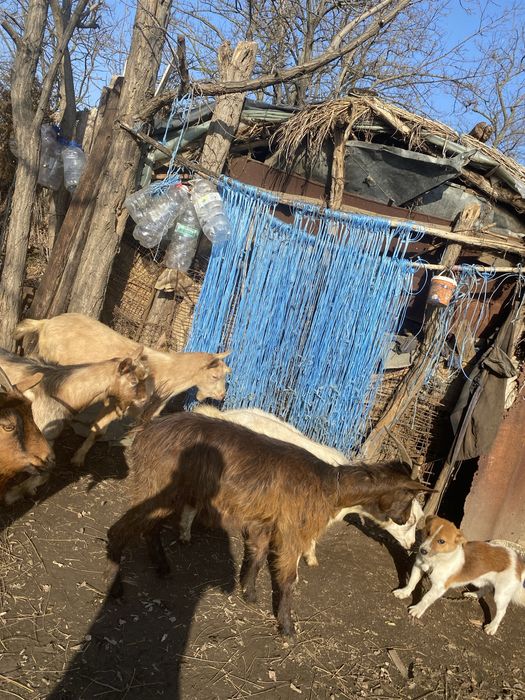 Vand capre de rasa si 2 tapi castrati de anul asta