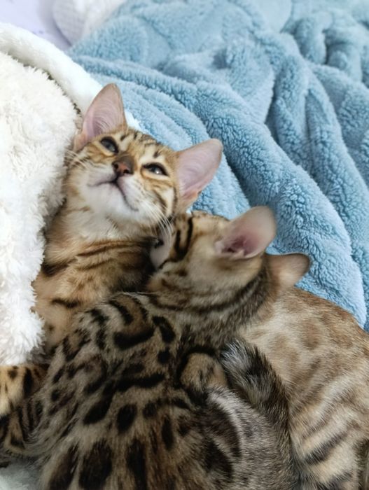 Бенгальский котенок мальчик 2 месяца