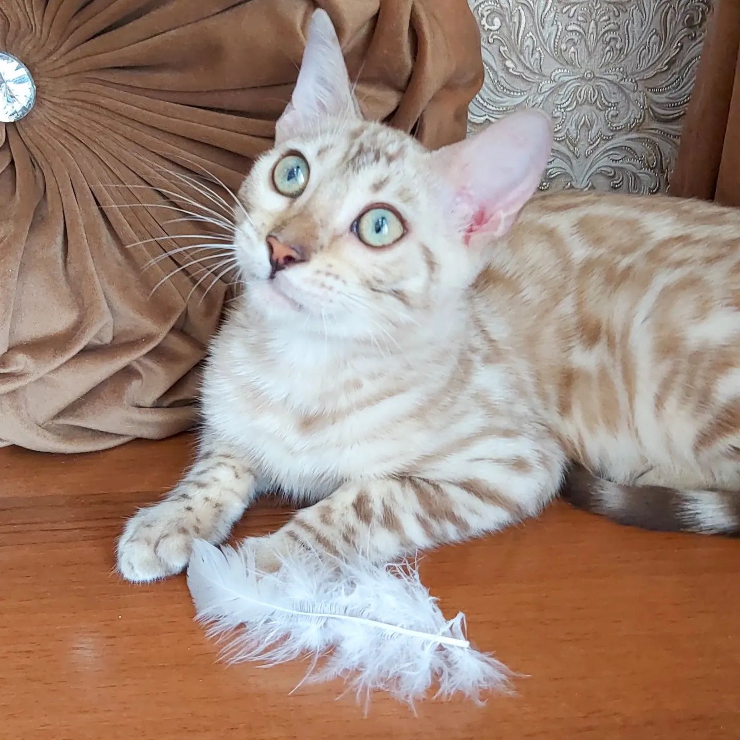 Snow Bengal Cats. Снежные бенгальские котята